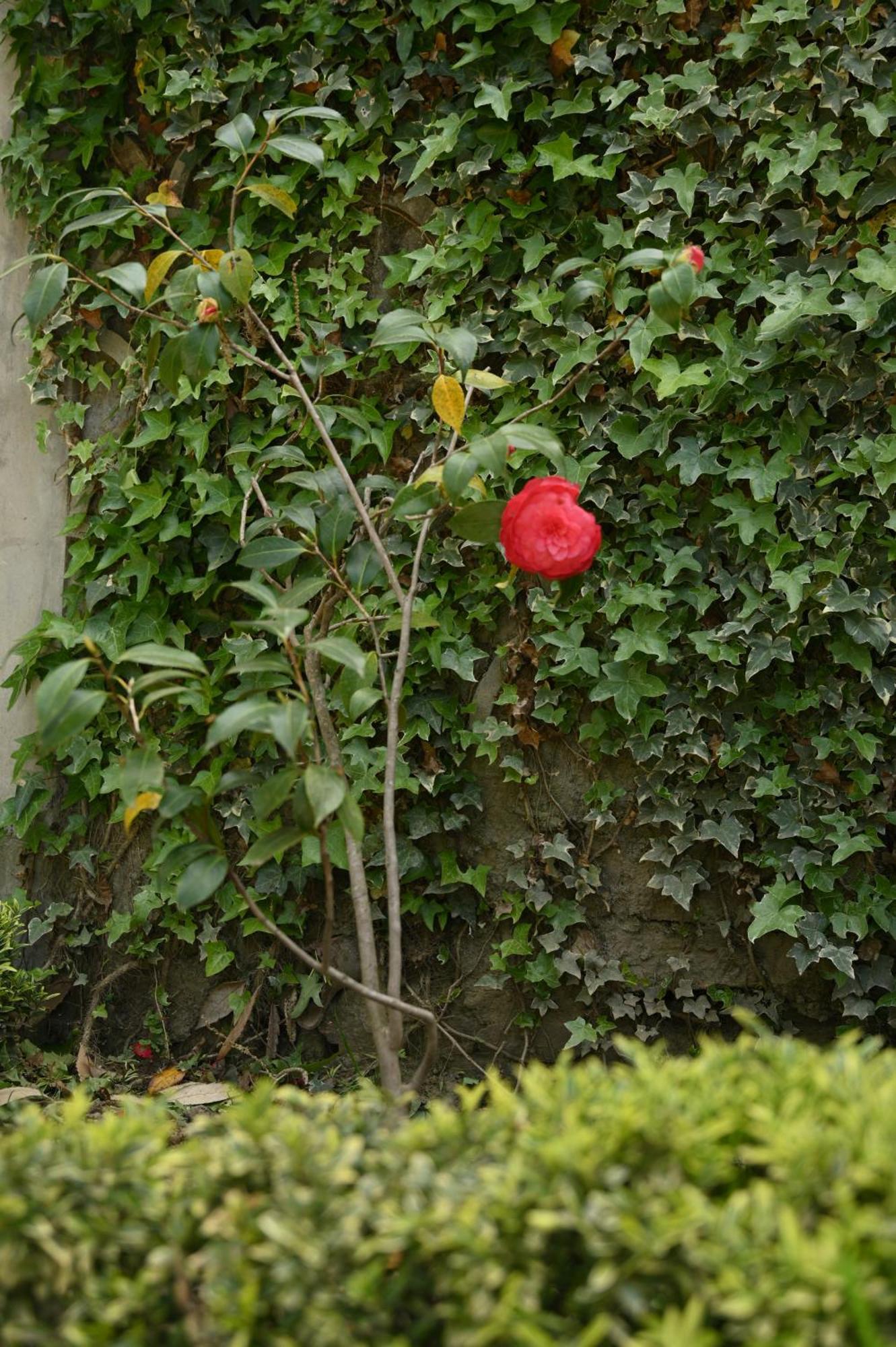 Kabana De Nature Rājgarh Buitenkant foto